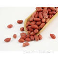 Groundnut And Peanut